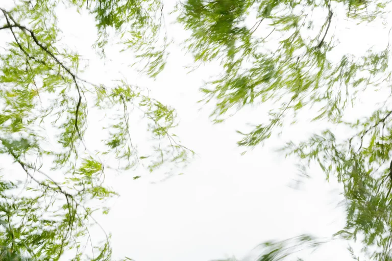 Annette Horn Photography – where the willows weep