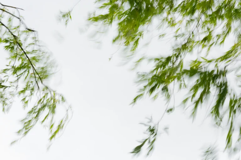 Annette Horn Photography – where the willows weep