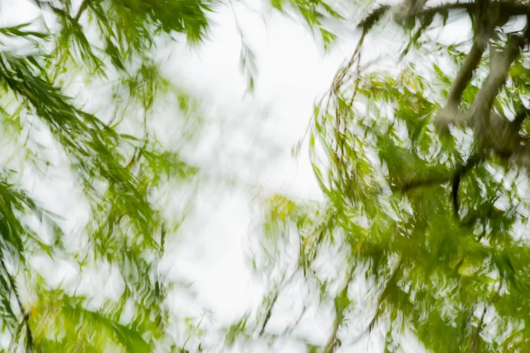 Annette Horn Photography – where the willows weep