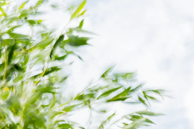 Annette Horn Photography – where the willows weep