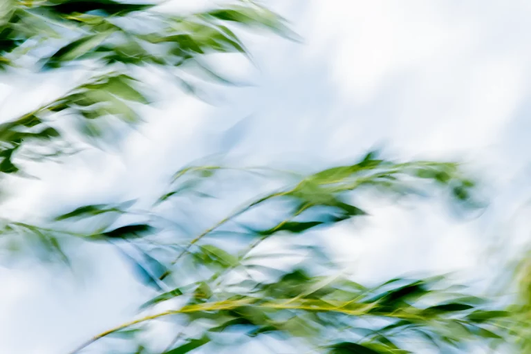 Annette Horn Photography – where the willows weep