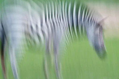 Annette Horn Photography – zoozoom 03