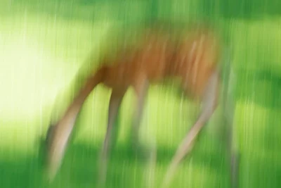 Annette Horn Photography – zoozoom 05