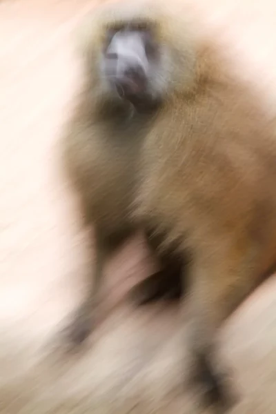 Annette Horn Photography – zoozoom 11