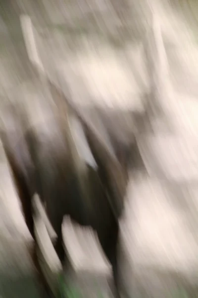 Annette Horn Photography – zoozoom 12