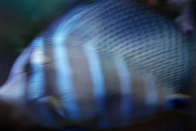 Annette Horn Photography – zoozoom 13