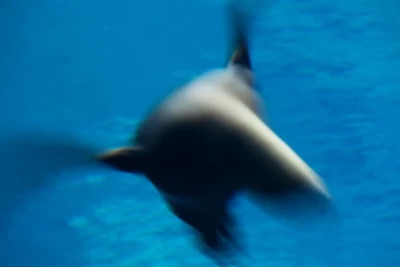 Annette Horn Photography – zoozoom 17