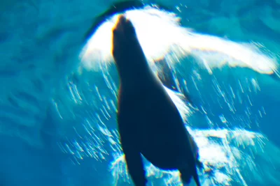 Annette Horn Photography – zoozoom 19