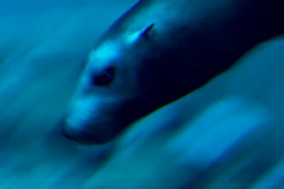 Annette Horn Photography – zoozoom 20