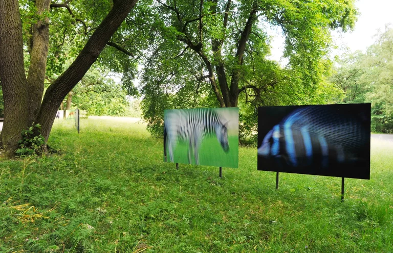 Annette Horn Photography – Project ZooZoom