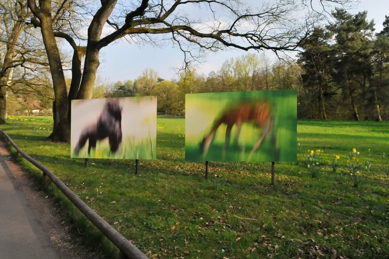 Annette Horn Photography – Project ZooZoom